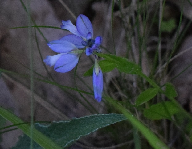 Polygala sp. da determinare